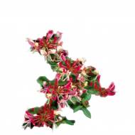 Жимолость витка